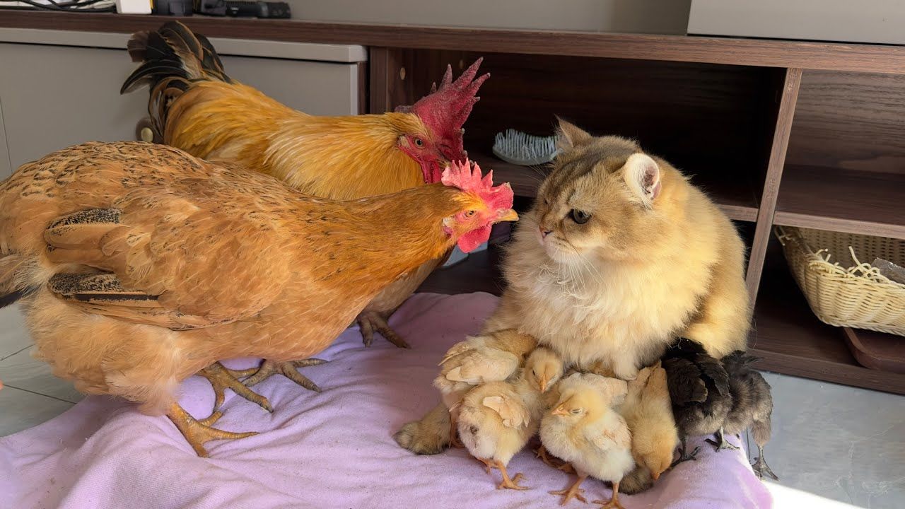 (ویدئو) کلاس آموزشی جوجه داری توسط گربه مهربان برای یک مرغ و خروس