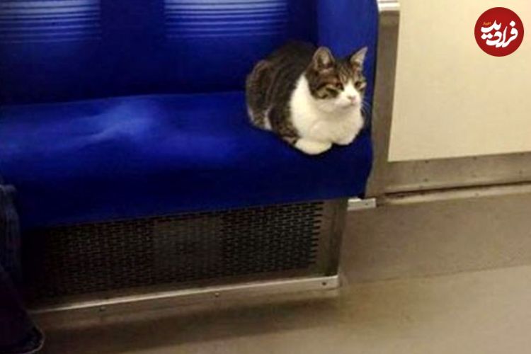 تصویر خاص‌ترین مسافر مترو پربازدید شد