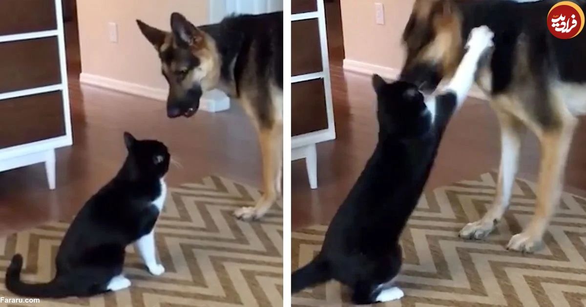 (ویدئو) گربه کاراته باز با مهارت عجیب اش چهار سگ را فراری داد!
