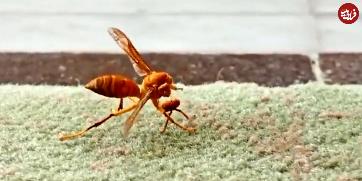 (ویدئو) تلاش جالب یک زنبور برای برگرداندن سر کنده شده خود روی بدنش!