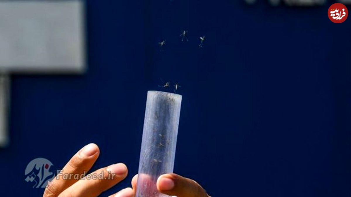جلوگیری از بیماری با عقیم کردن پشه‌های نر