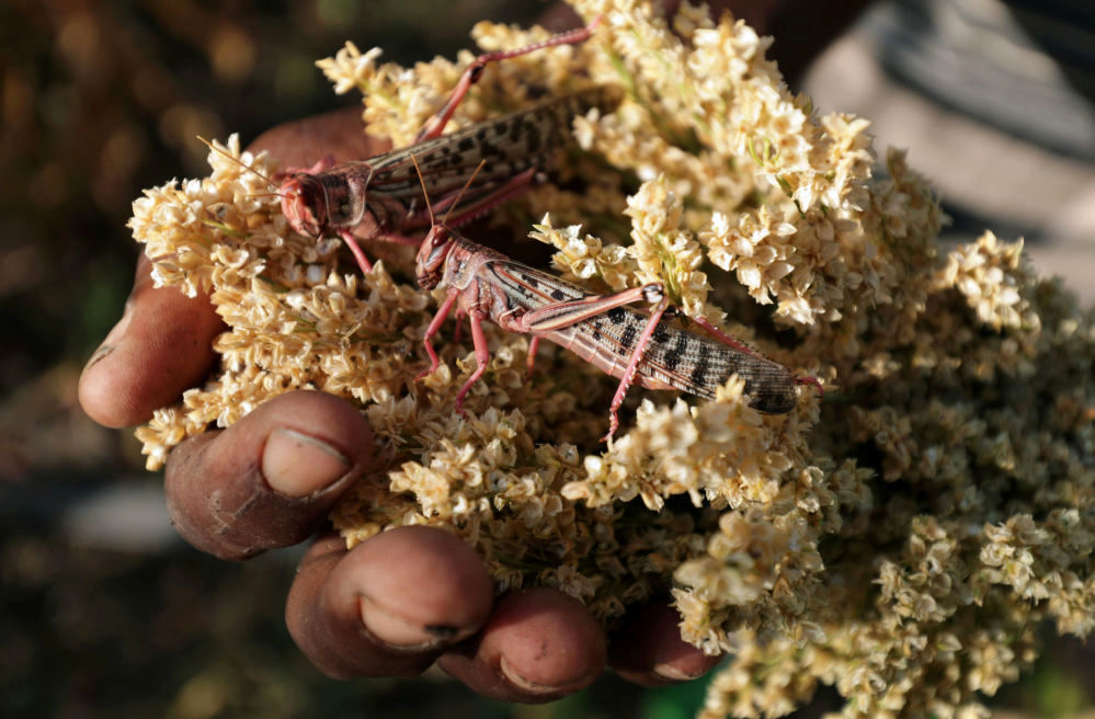 تصاویر/ یورش ملخ‌ها به مزارع اتیوپی