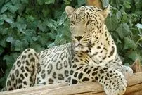 (ویدئو) تصاویر دیدنی از جست و خیز پلنگ ایرانی در ارتفاعات گیلان