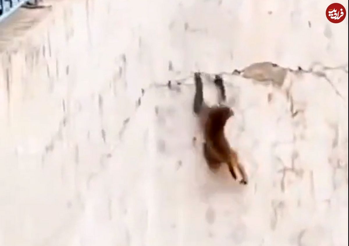(ویدئو) فرار دیدنی میمون از دست کروکودیل‌ها