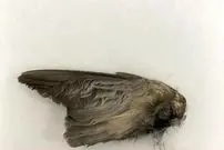 تصاویر؛ خفاشی سریع‌تر از جت!