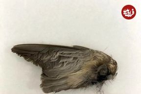 تصاویر؛ خفاشی سریع‌تر از جت!