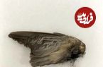 تصاویر؛ خفاشی سریعتر از جت!