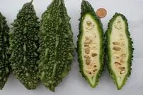 (عکس) خیار تلخ؛ یک میوه شگفت انگیز!
