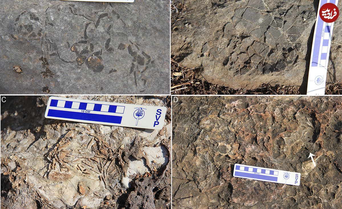 کشف بزرگترین آشیانۀ دایناسورها، با صدها تخم فسیل شده (تصاویر)
