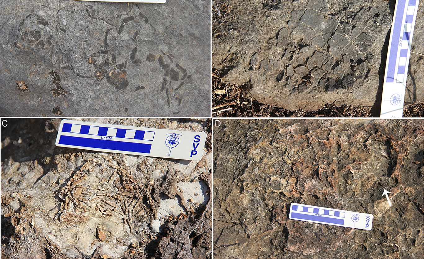 کشف بزرگترین آشیانۀ دایناسورها، با صدها تخم فسیل شده (تصاویر)