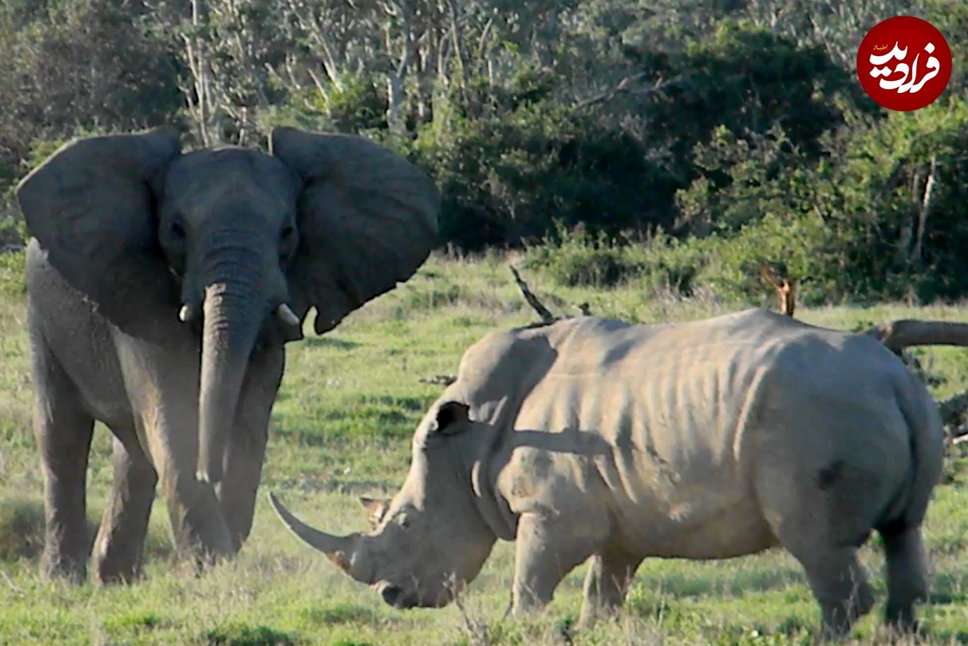 (ویدئو) وقتی کرگدن روی دم فیل پا می‌گذارد!