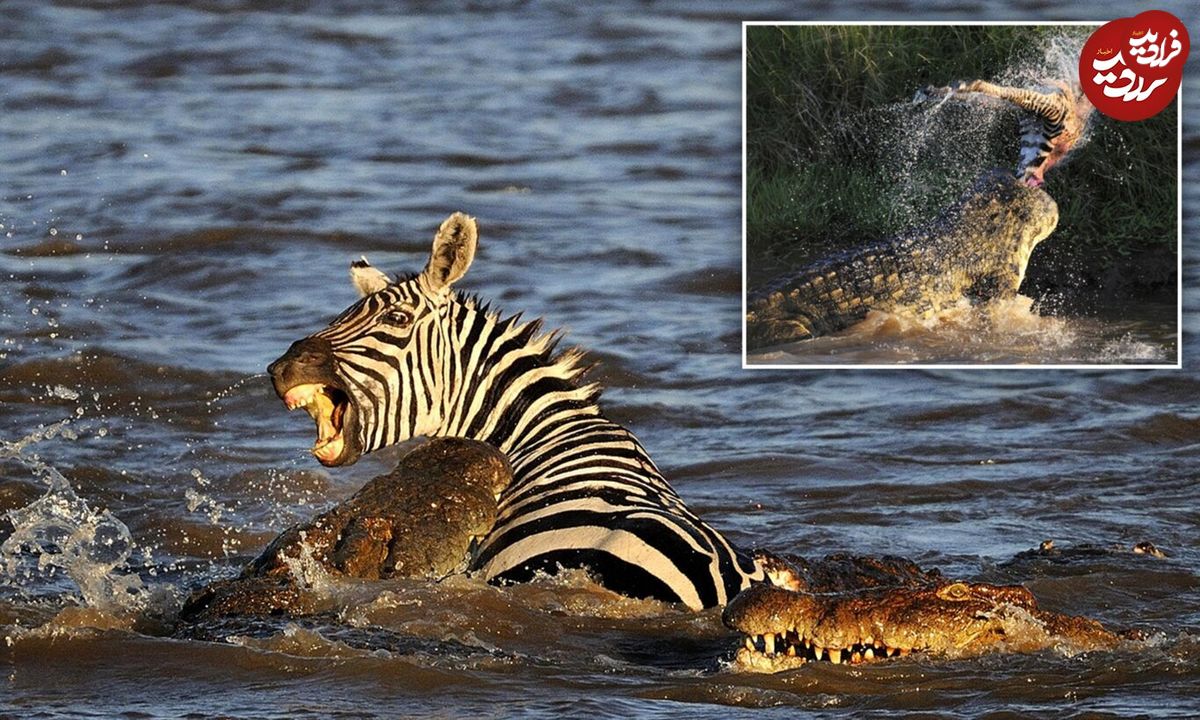 (ویدئو) دسته تمساح‌ها، گورخر نگون بخت را در رودخانه زنده زنده خوردند!