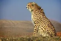 یوز‌های ایرانی شتابان به سمت انقراض پیش می‌روند!
