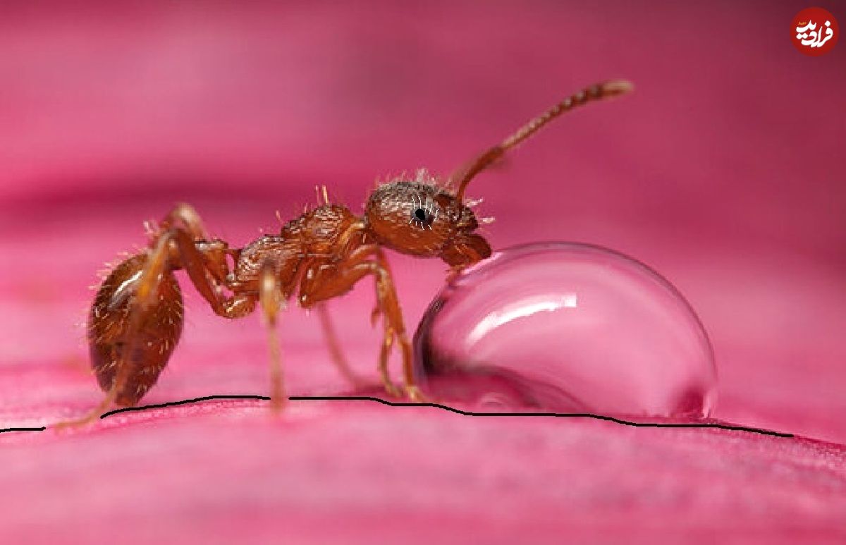 مورچه‌ها می‌توانند سلول سرطانی را بو بکشند