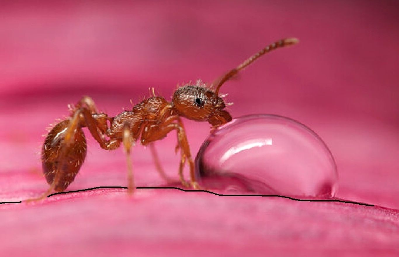 مورچه‌ها می‌توانند سلول سرطانی را بو بکشند