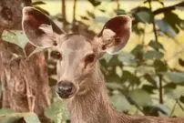 (ویدئو) سگ‌های وحشی آسیایی، گوزن بخت برگشته را در آب به دام انداختند!