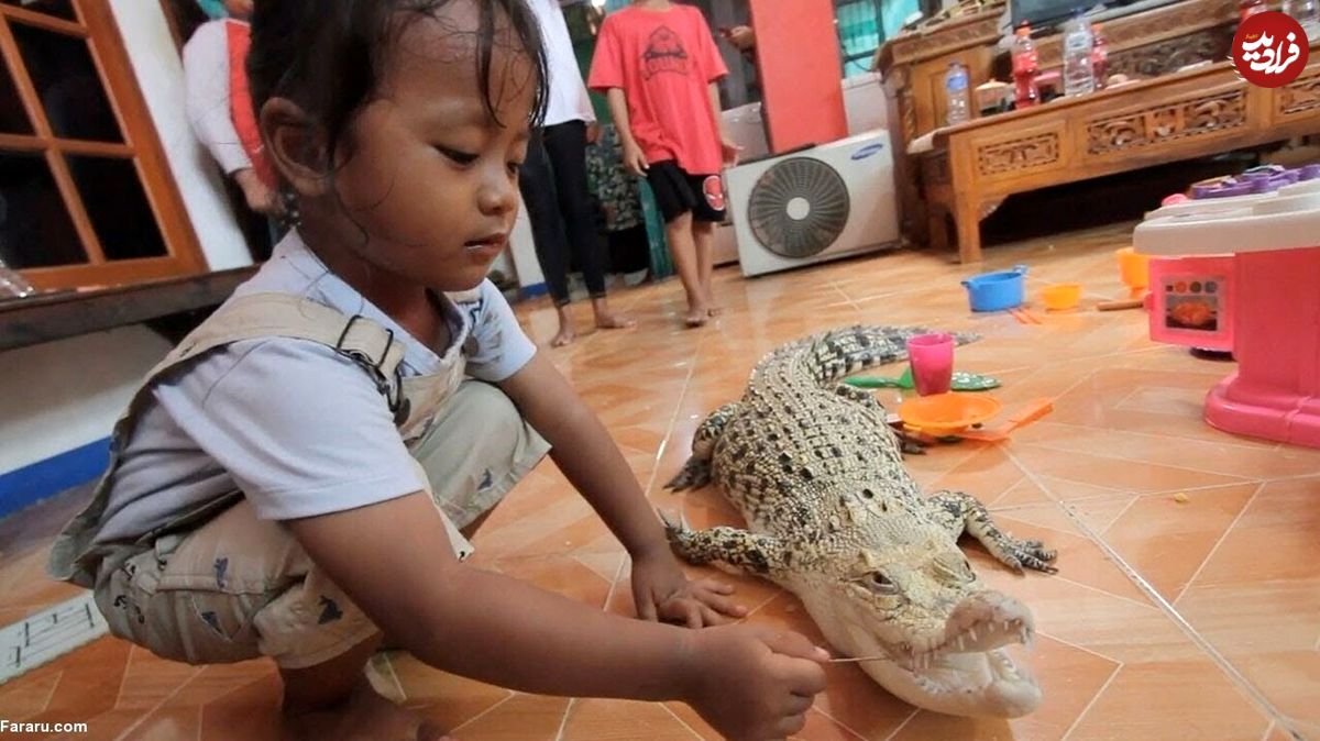 (تصاویر) تمساح و مار پیتون همبازی دختر ۳ ساله!