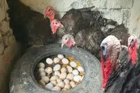 (ویدئو) مزرعه پرورش بوقلمون محلی؛ فرایند جوجه کشی تا پروار بندی بوقلمون