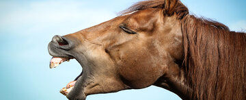 (عکس) راز شگفت‌انگیر پس پرده صورت دراز اسب‌ها!