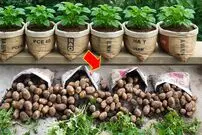 ببینید| چگونه سیب‌زمینی را در گونی بکاریم و در خانه برداشت کنیم؟