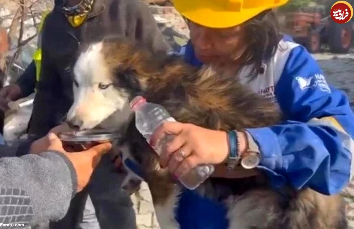 (ویدئو) نجات معجزه‌آسای یک سگ که ۲۳ روز زیر آوار بود