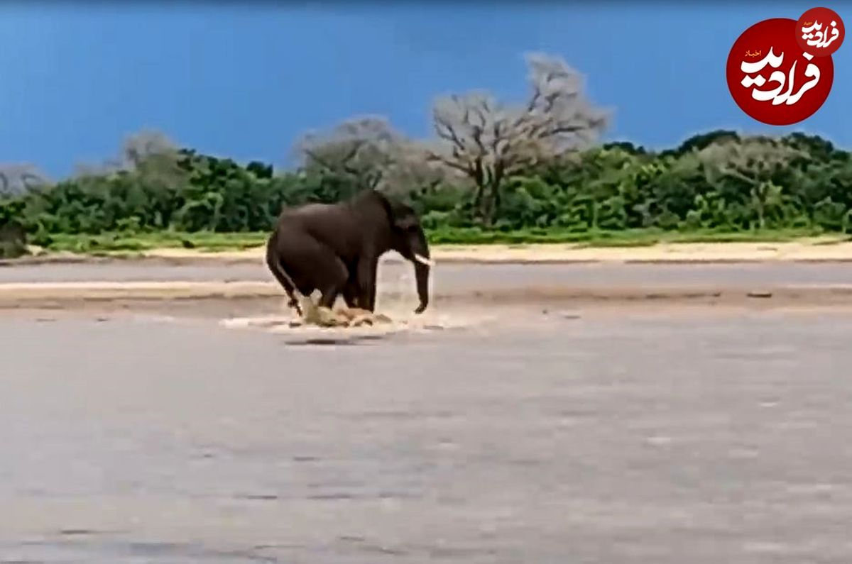 (ویدئو) وقتی تمساح دیوانه هوس شکار فیل به سرش می‌زند!