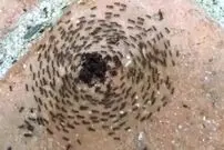 خودکشی مورچه‌ها در دایره بی‌پایان!