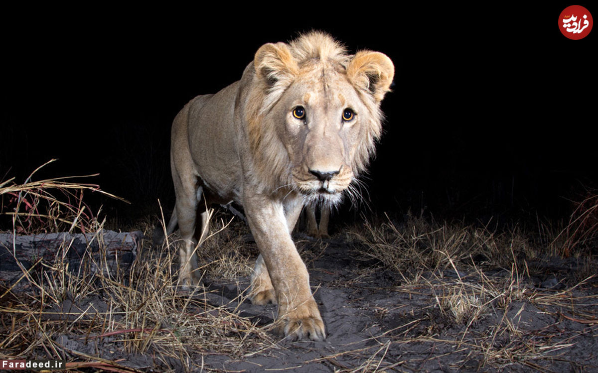 تصاویر/ شکار منزوی‌ترین جانوران با دوربین