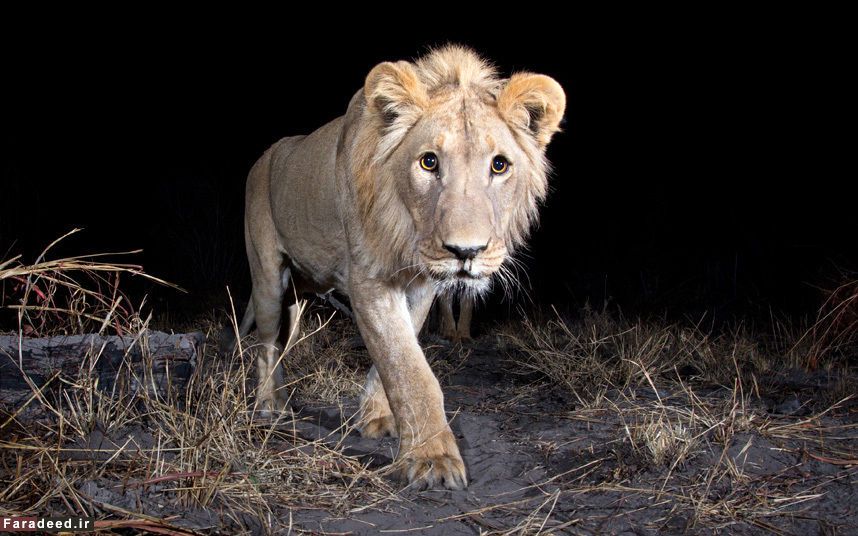تصاویر/ شکار منزوی‌ترین جانوران با دوربین