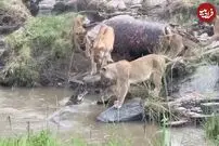 (ویدئو) ماده شیرها نقشه تمساح برای تصاحب لاشه را خنثی کردند!