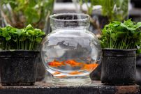 چه کنیم ماهی قرمز عید بیشتر عمر کند؟