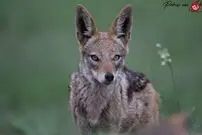 (ویدئو) شغال سمج در حرکتی احمقانه دم شیر را گاز گرفت!
