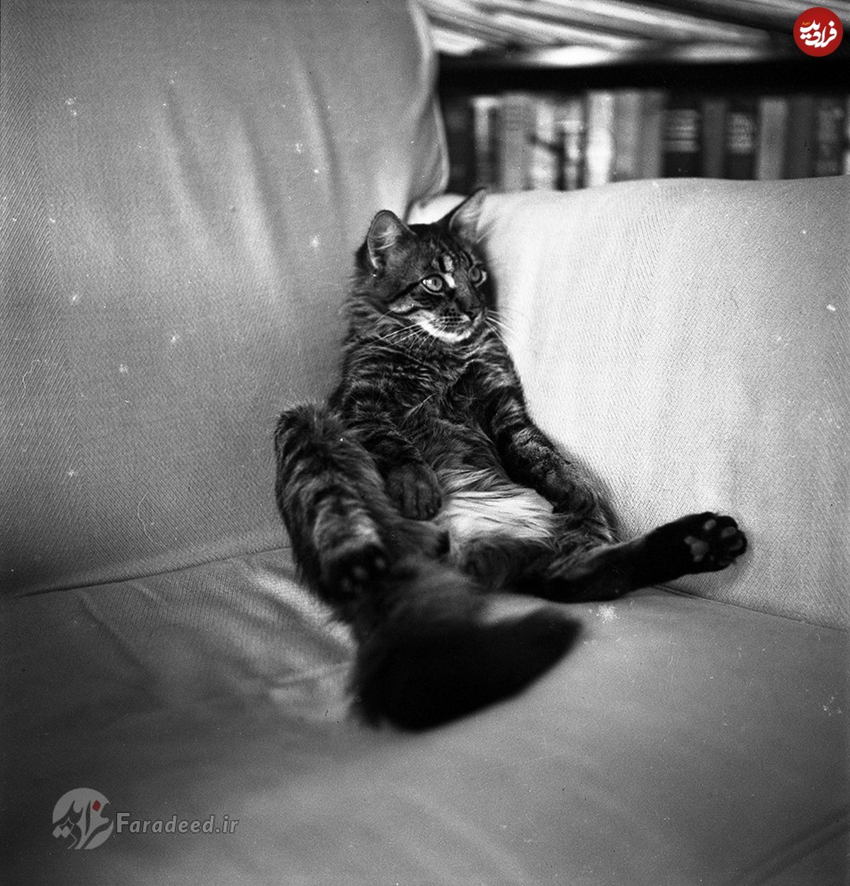 تصاویر/ زندگی ارنست همینگوی با گربه‌ها