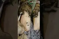 (ویدئو) لحظه بیرون کشیدن پیچ از سم گاو بخت برگشته