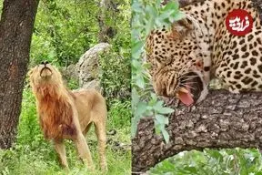 ببینید| مستند حیات وحش؛ تلاش‌ شیر نر برای بالا رفتن از درخت و تصاحب شکار پلنگ