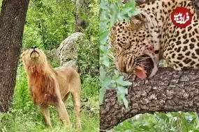 ببینید| مستند حیات وحش؛ تلاش‌ شیر نر برای بالا رفتن از درخت و تصاحب شکار پلنگ