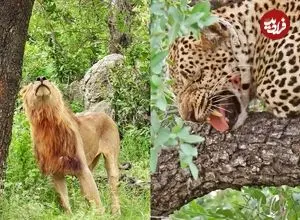 ببینید| مستند حیات وحش؛ تلاش‌ شیر نر برای بالا رفتن از درخت و تصاحب شکار پلنگ