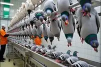 ببینید؛ مراحل پرورش میلیون ها کبوتر در آمریکا برای تولید گوشت و شرکت در مسابقات سرعتی