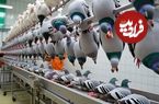 ببینید؛ مراحل پرورش میلیون ها کبوتر در آمریکا برای تولید گوشت و شرکت در مسابقات سرعتی