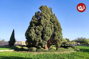(عکس) نمایی شگفت انگیز از زیباترین درخت ایران در یزد