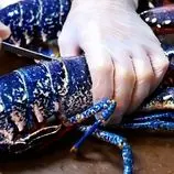 ببینید| غذای خیابانی در آمریکا؛ تهیه ساشیمی با لابستر آبی رنگ در نیویورک