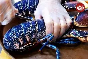 ببینید| غذای خیابانی در آمریکا؛ تهیه ساشیمی با لابستر آبی رنگ در نیویورک