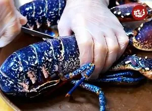 ببینید| غذای خیابانی در آمریکا؛ تهیه ساشیمی با لابستر آبی رنگ در نیویورک