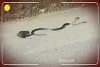ویدئو/ حیوانات چگونه جان فرزندانشان را نجات می‌دهند؟!