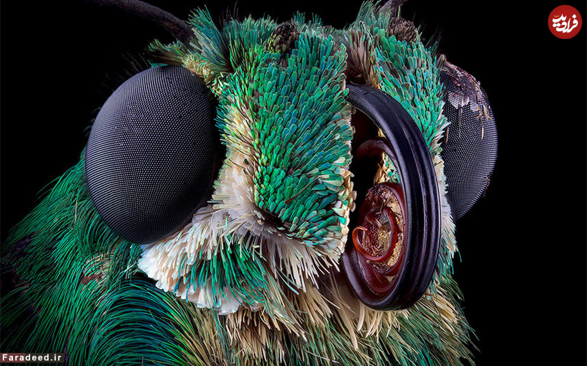 تصاویر/ پرتره حشرات از نمای نزدیک