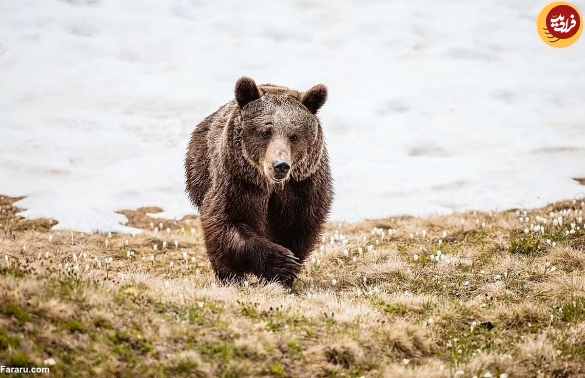 (ویدئو + عکس) داستان غم‌انگیز تنهاترین خرس جهان