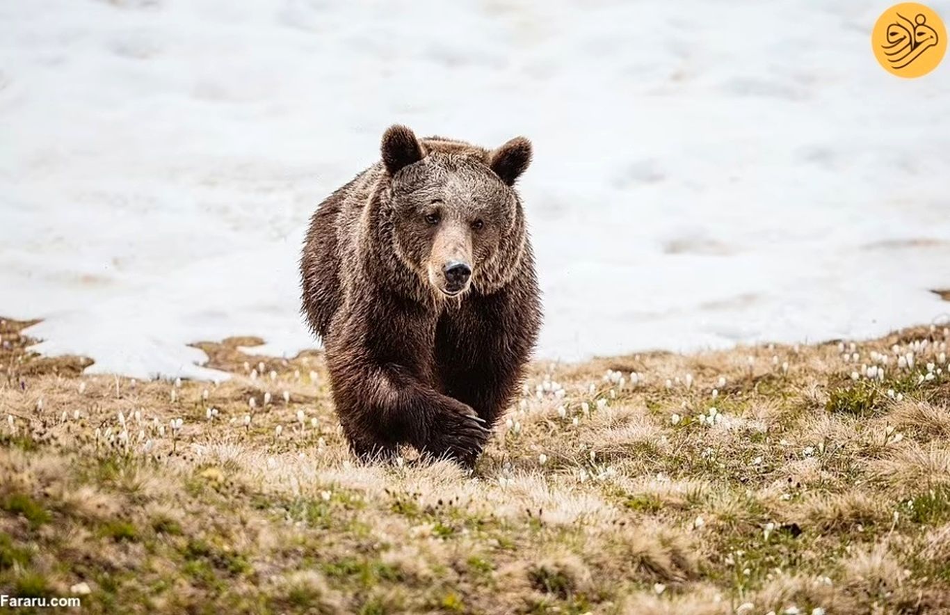 (ویدئو + عکس) داستان غم‌انگیز تنهاترین خرس جهان