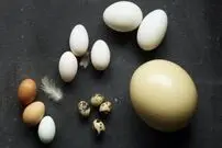 قیمت تخم مرغ محلی، بلدرچین و شتر مرغ چند؟