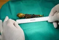 ماجرای بحث‌برانگیزترین مومیایی جهان