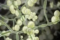 درباره شیوع عفونت قارچی مرگبار در سراسر آمریکا چه می دانیم؟